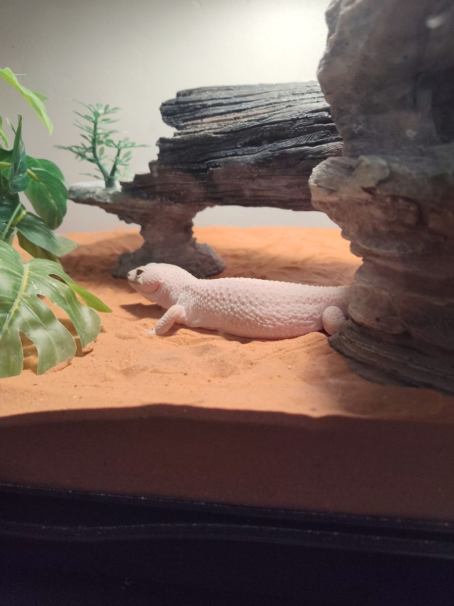 Leopard gecko for sale