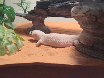 Leopard gecko for sale