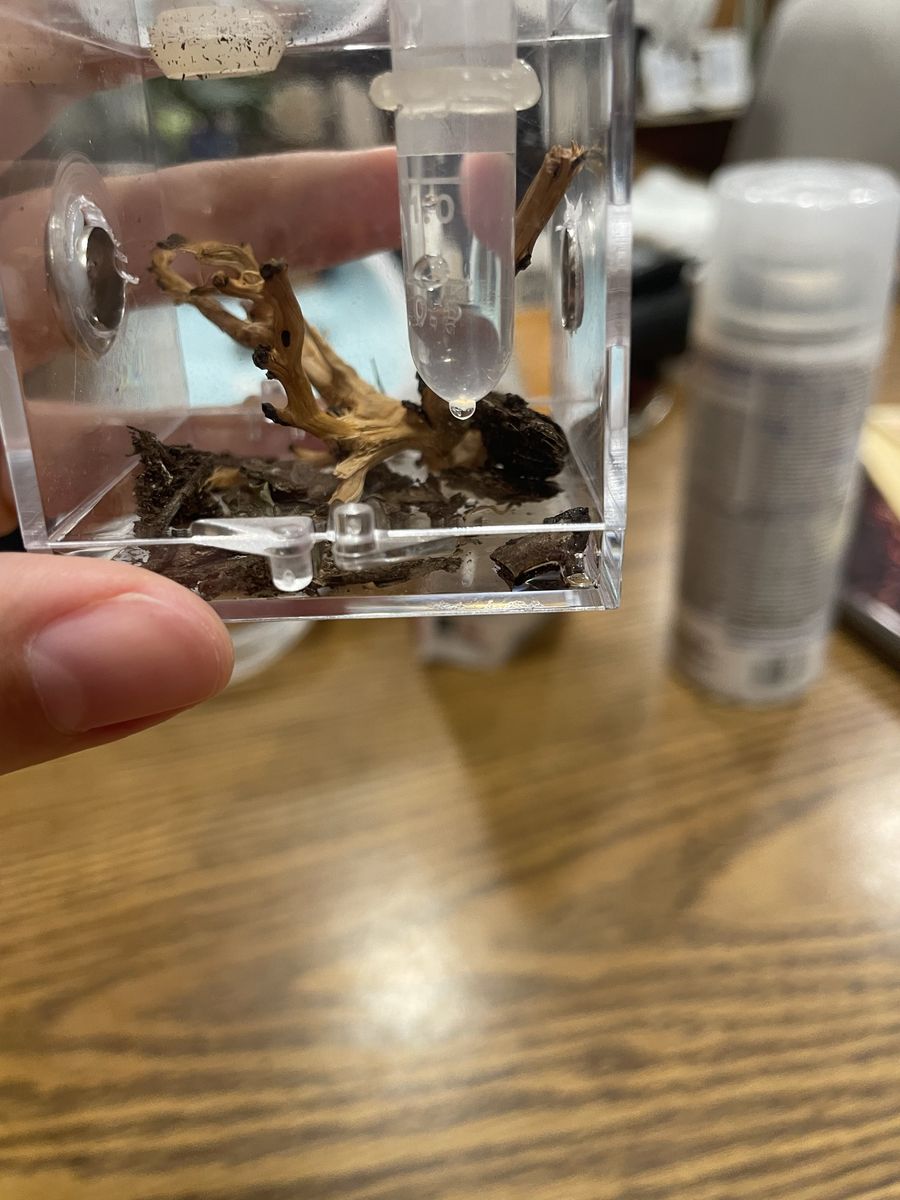 Tiny Centipede With A Tiny Enclosure