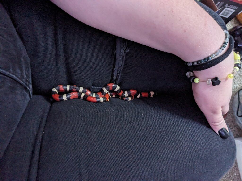 milk snake and tank