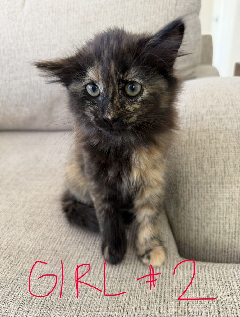 Kittens