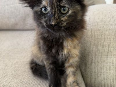 Kittens