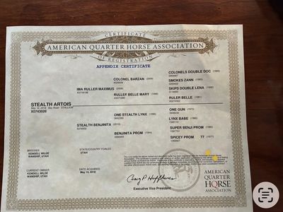 Stealth Artois (Arty) Registered Bay Roan