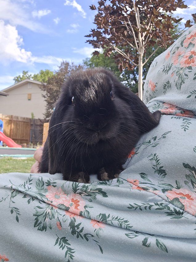 Holland Lop male