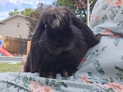 Holland Lop male