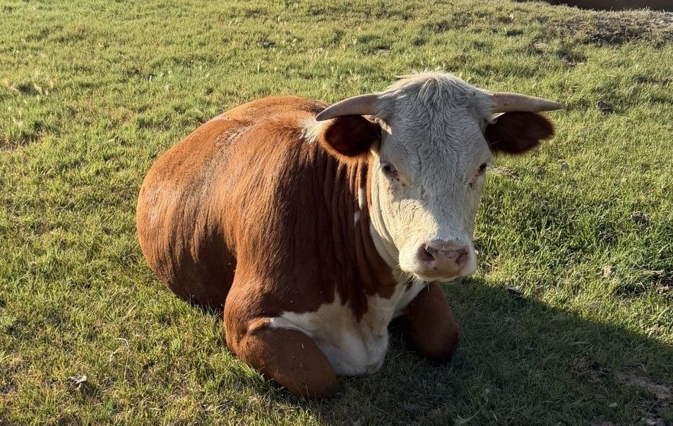 Purebred Hereford  Heifer  (Pregnant)
