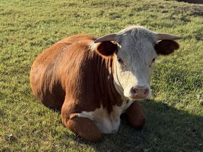 Purebred Hereford Heifer (Pregnant)