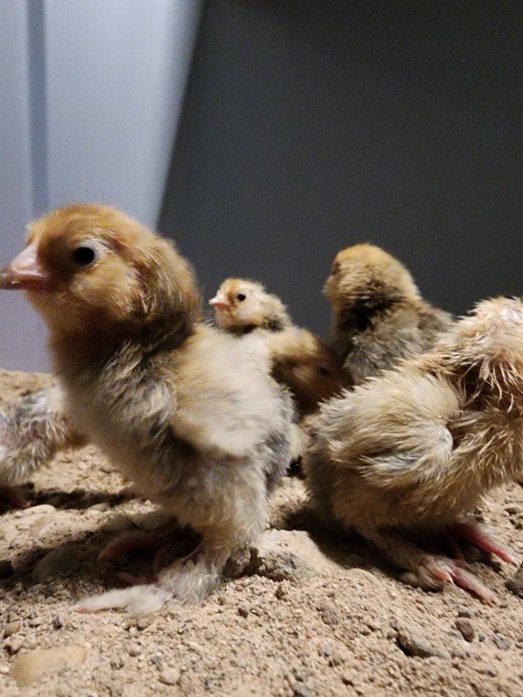 Chicks - Mille Fleur D'uccle Bantam