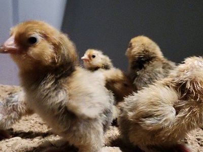 Chicks - Mille Fleur D'uccle Bantam