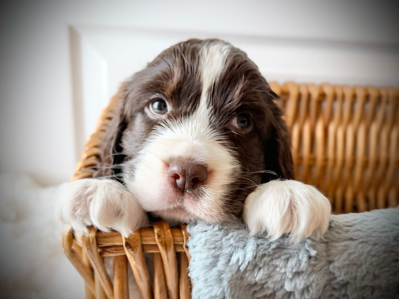 AKC Pure Bred English Springer Spaniel Puppies Available NOW