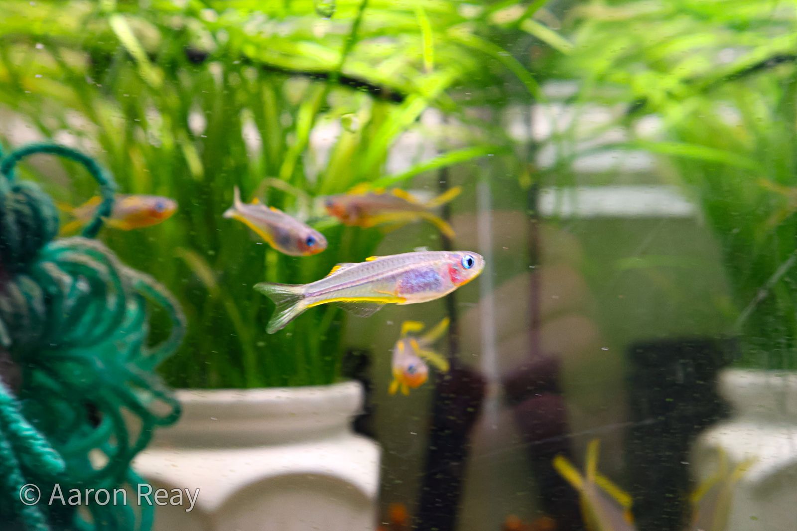 Furcatas rainbow fish