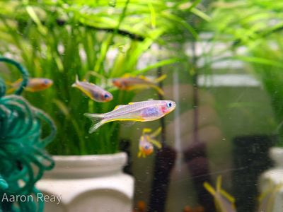Furcatas rainbow fish