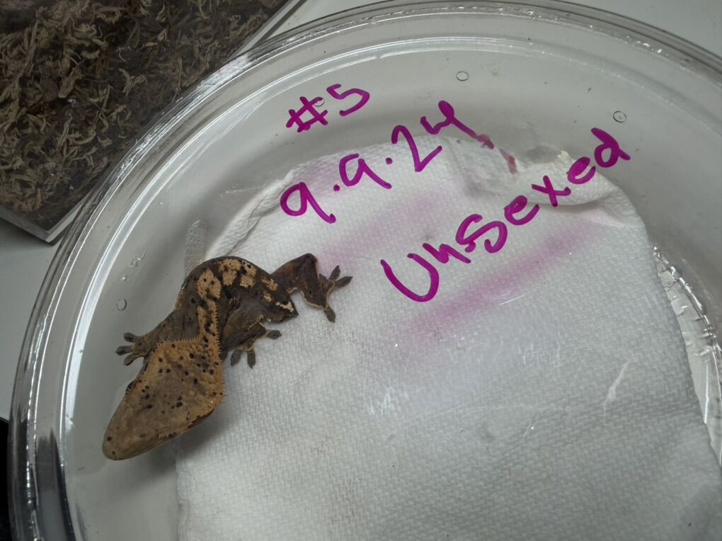 Dalmatian Crested Gecko