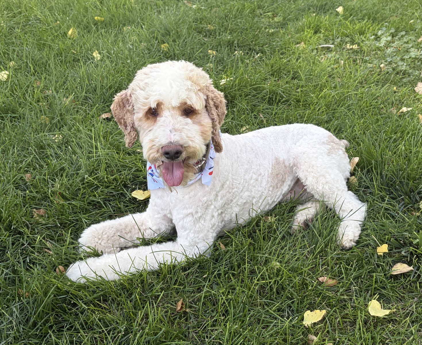 AKC Registered Moyen Parti Poodle – Proven Stud