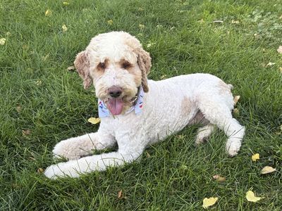 AKC Registered Moyen Parti Poodle – Proven Stud