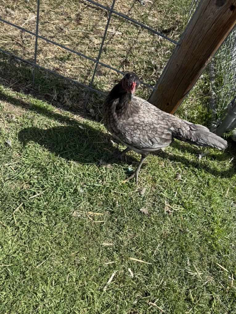 Gamefowl Black Roundhead Pullets