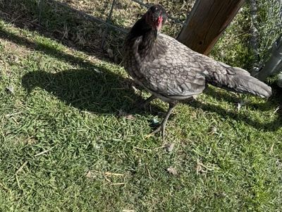 Gamefowl Black Roundhead Pullets