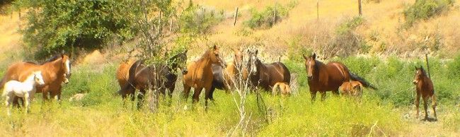 HORSES Weanlings, Yearlings, and Two-Year-Olds Colts and Fillies