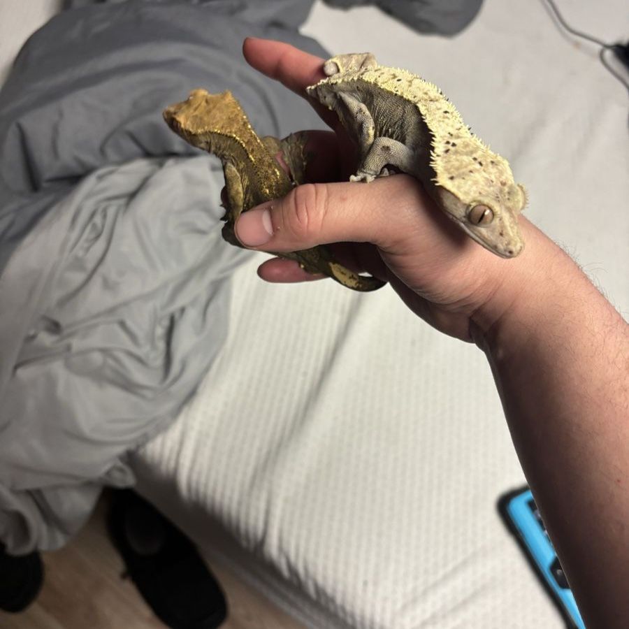 Crested geckos