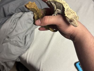 Crested geckos