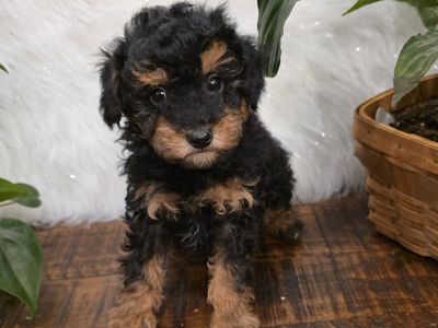 AKC Male Toy Poodle, not Doodle