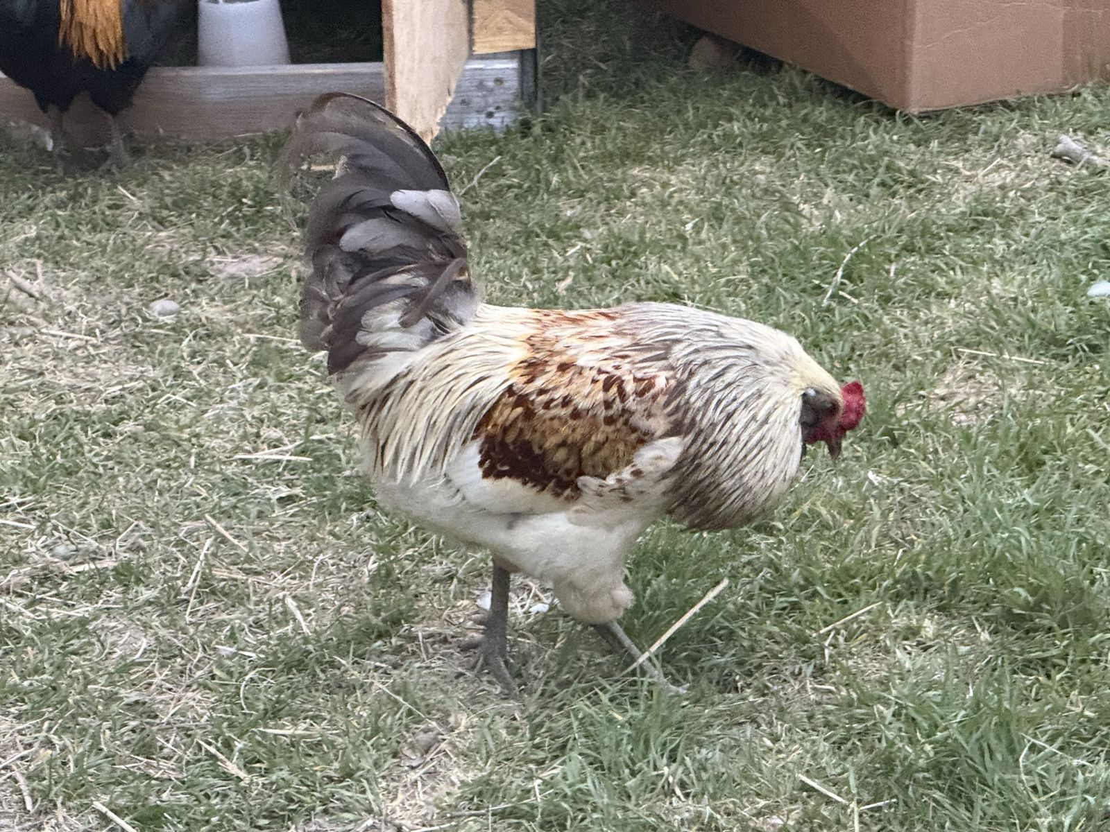 Rooster for sale