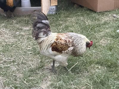 Rooster for sale