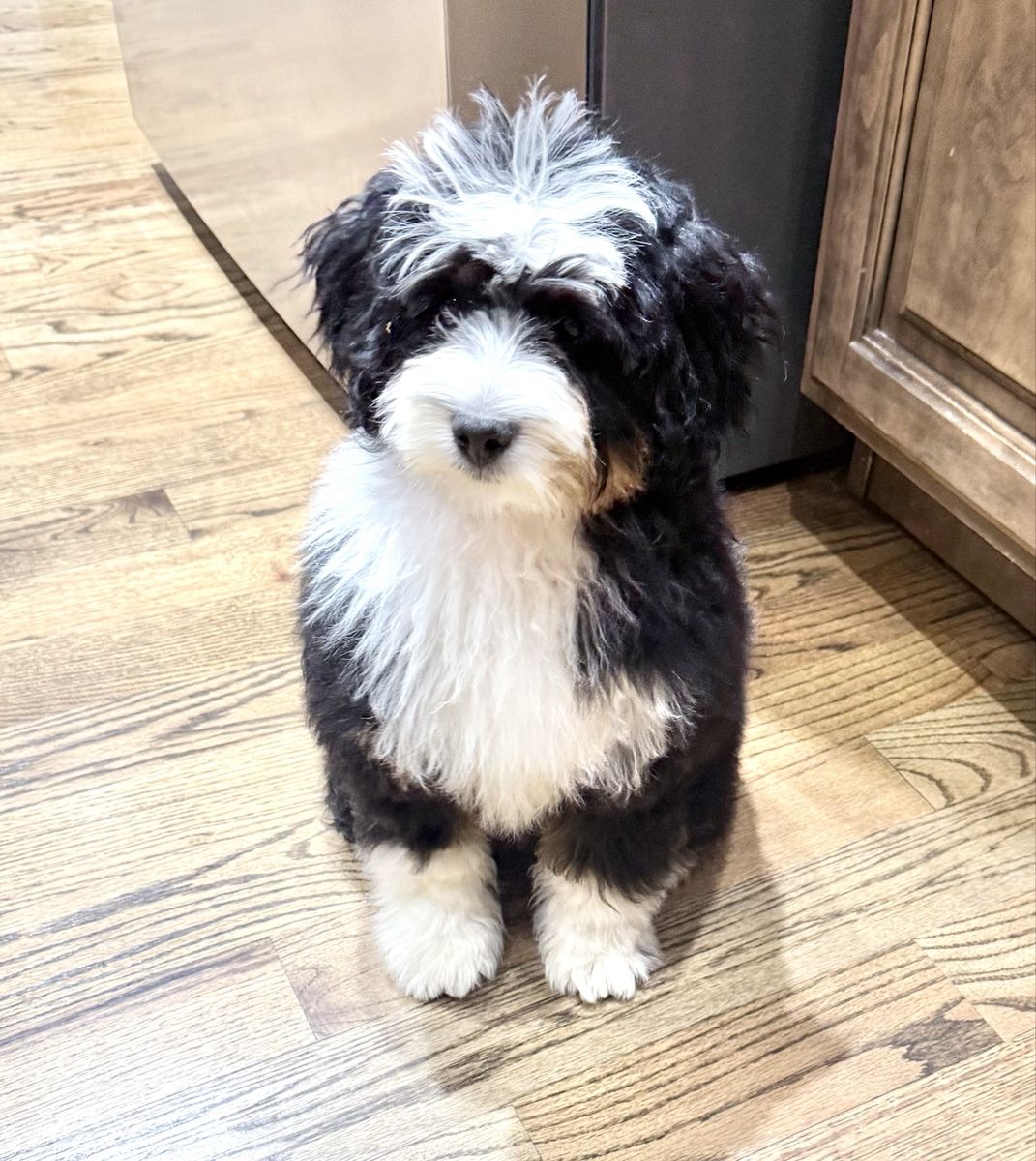 Perfect Female Micro Bernedoodle Puppy - Tri-Color, Health Tested Parents