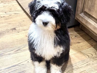 Perfect Female Micro Bernedoodle Puppy - Tri-Color, Health Tested Parents