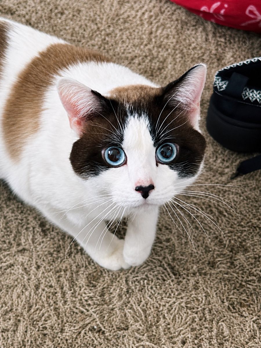 Beautiful Blue-Eyed Cat Needing a Loving Home