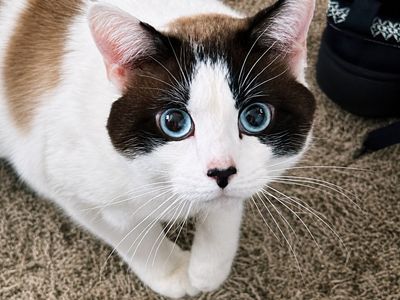 Beautiful Blue-Eyed Cat Needing a Loving Home