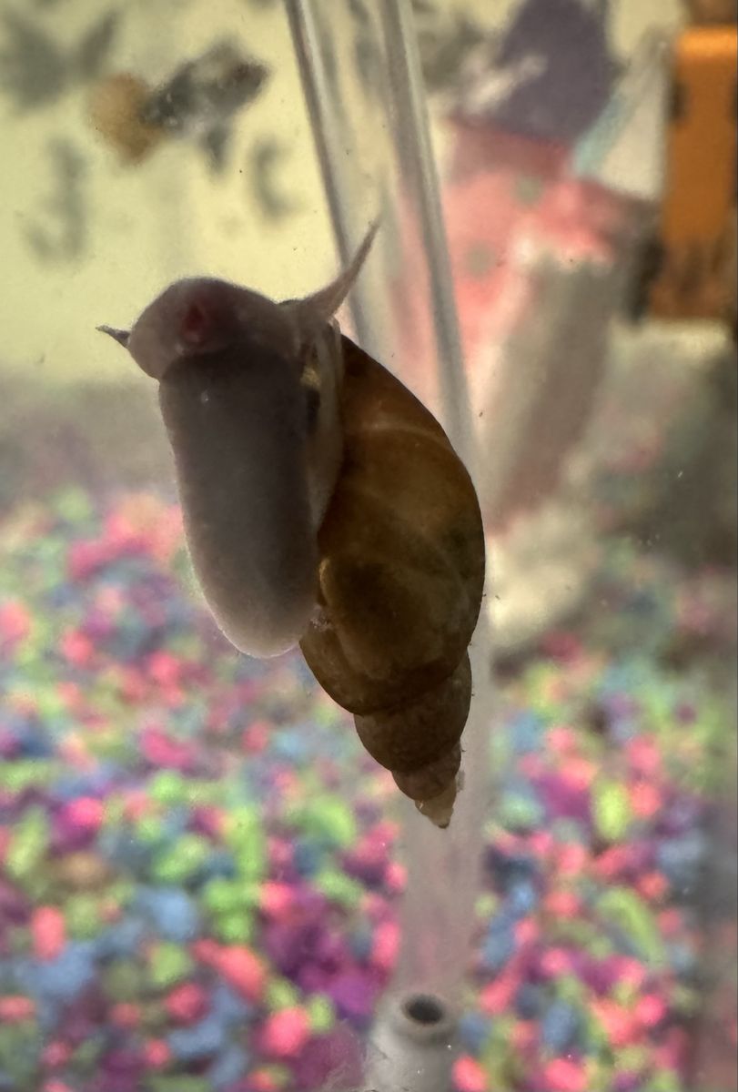 Blueberry / Malaysian Trumpet Snails – $10 Bundle