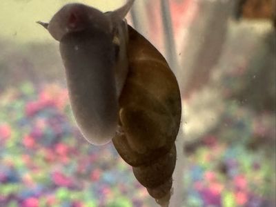 Blueberry / Malaysian Trumpet Snails – $10 Bundle