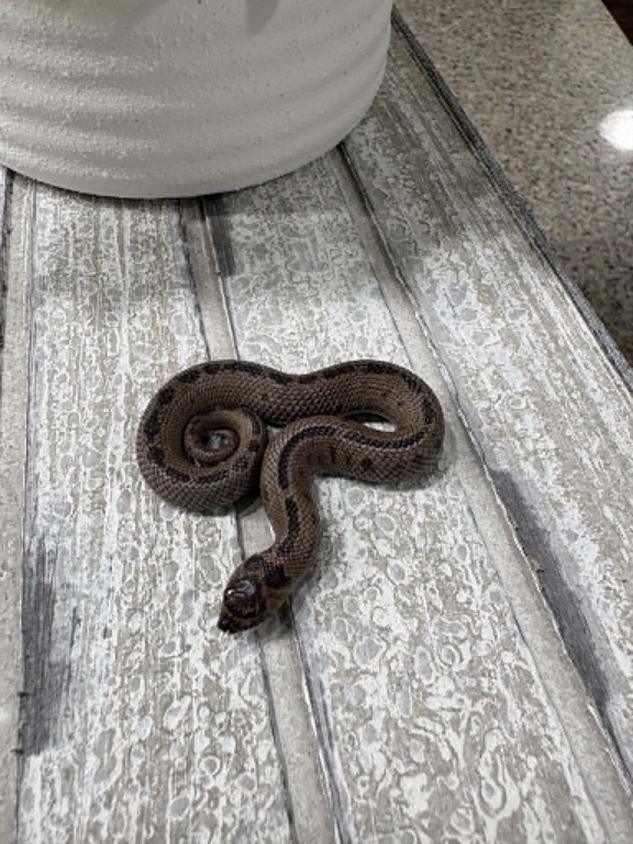 Hognose - Super Arctic 50% Het Albino Male