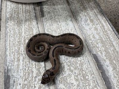 Hognose - Super Arctic 50% Het Albino Male