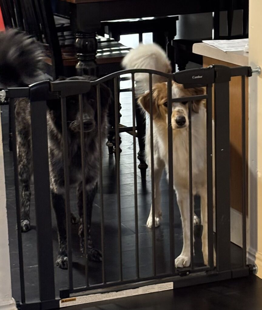 Great Pyrenees/Australian Shepherd Mix Sisters