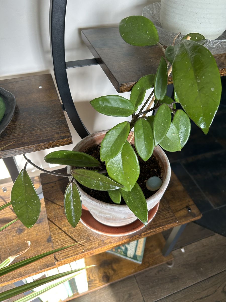 Hoya Plant