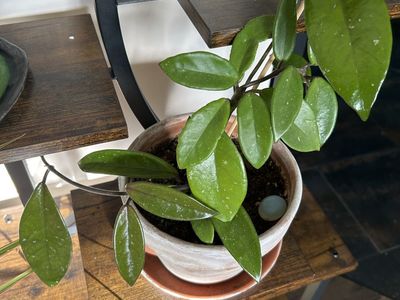 Hoya Plant