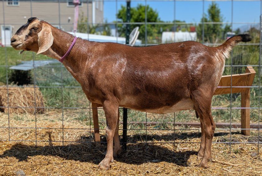 Big beautiful registered Nubian doe