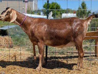 Big beautiful registered Nubian doe