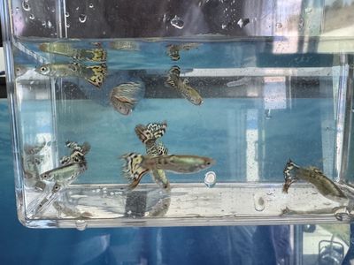 Guppies