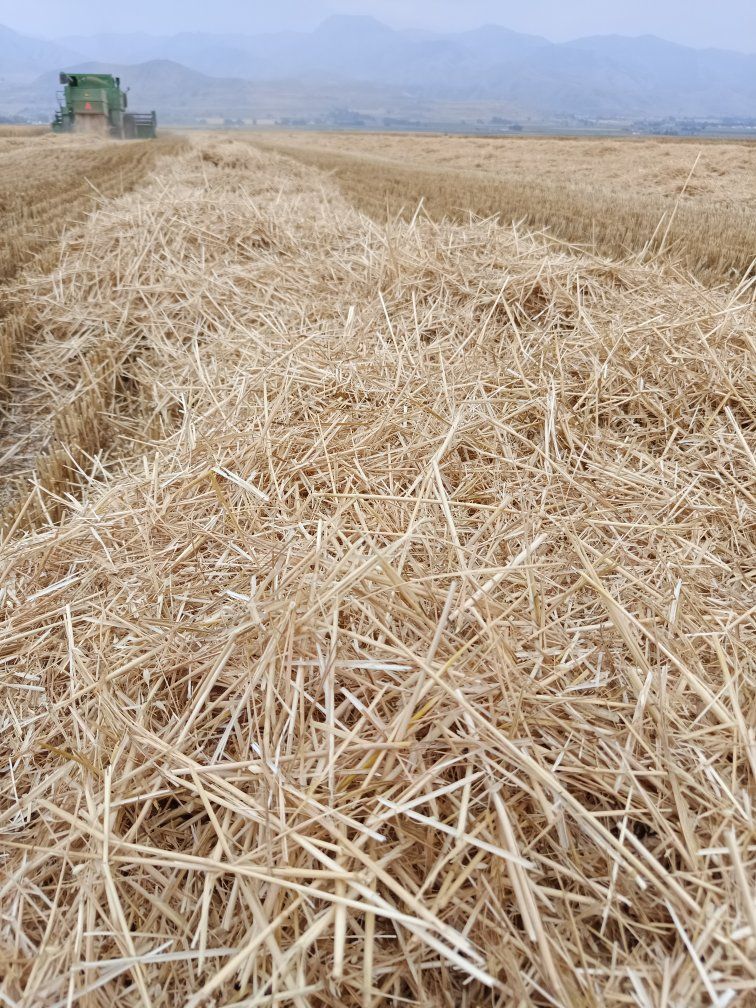 3x4 soft white wheat straw