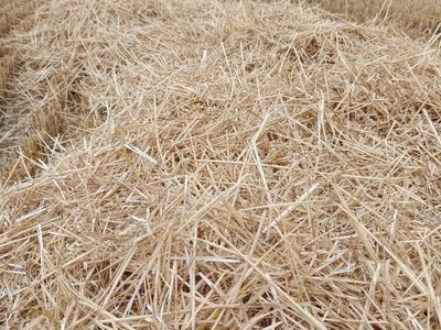 3x4 soft white wheat straw