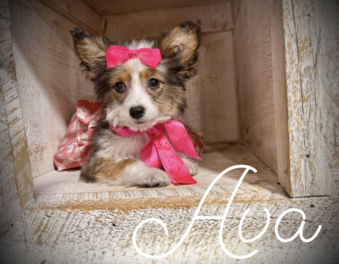 Teeny Corgi Poodle Puppy