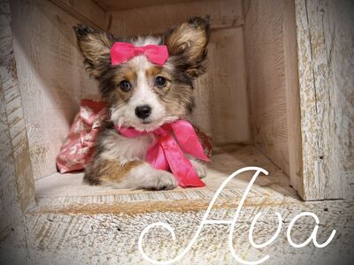 Teeny Corgi Poodle Puppy