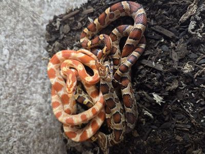 Corn Snake
