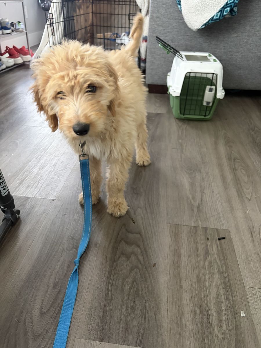 F1 Standard Goldendoodle Puppies - female