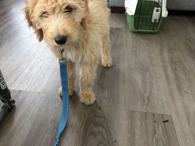 F1 Standard Goldendoodle Puppies - female