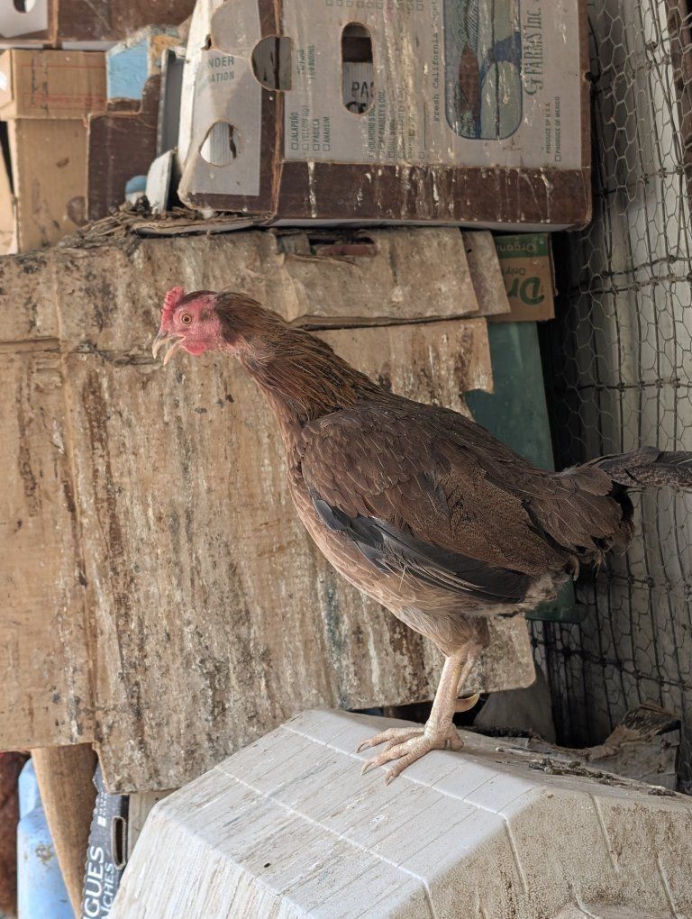 Friendly layer chickens