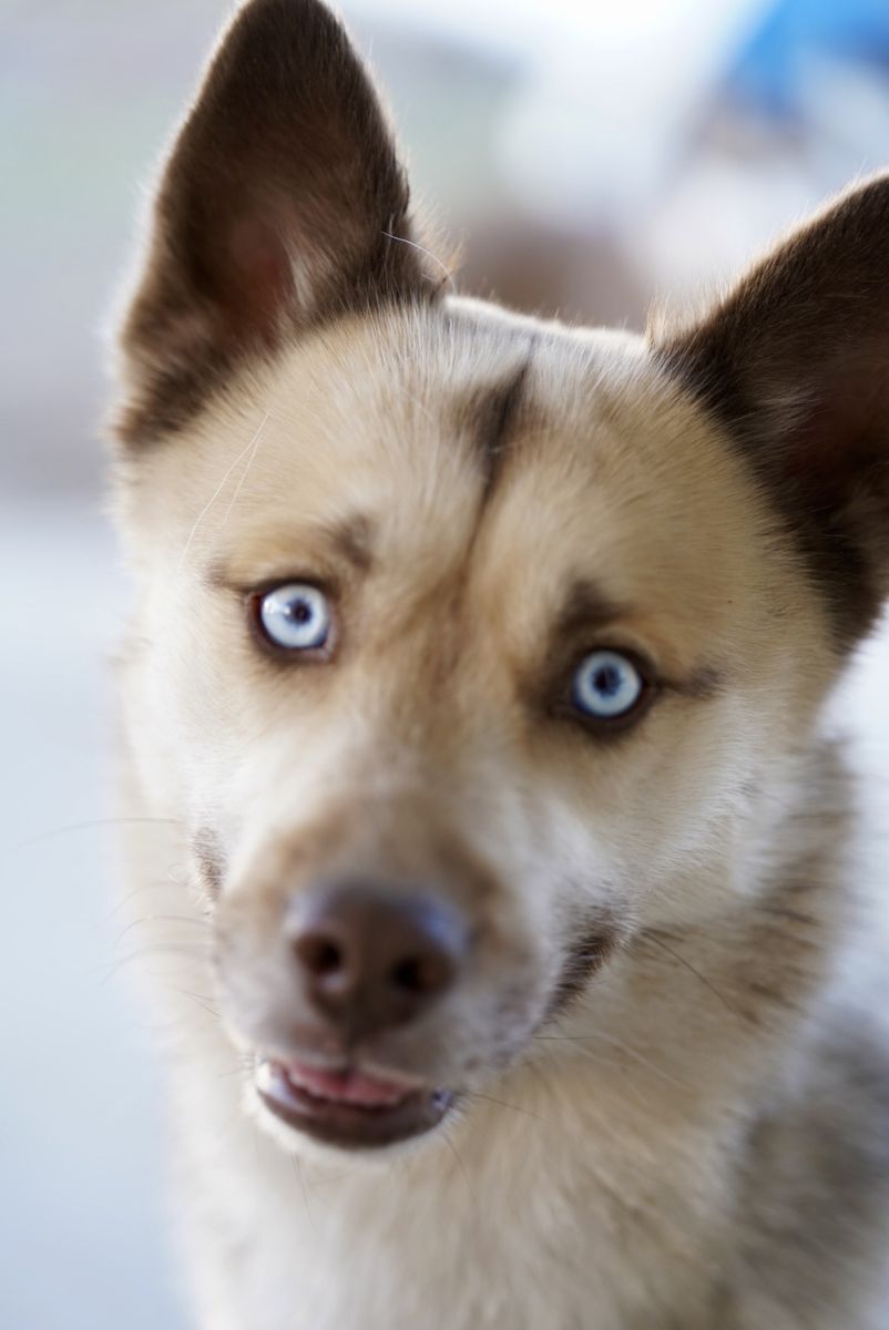 Pomsky Stud